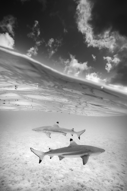 blacktip shark lagoon bora bora half underwater