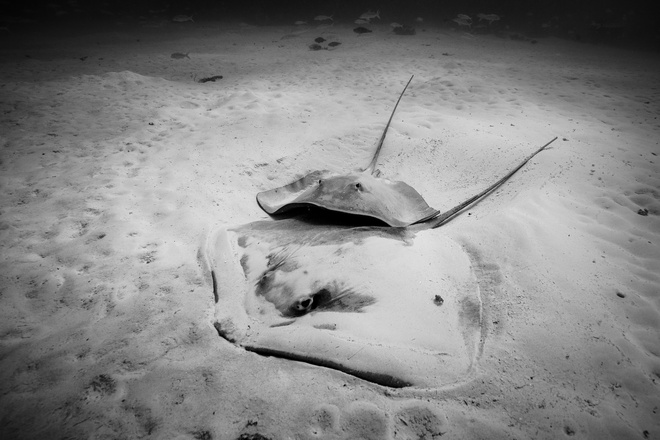 couple stingray lagoon bora bora