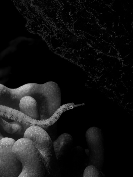 pipefish coral new caledonia